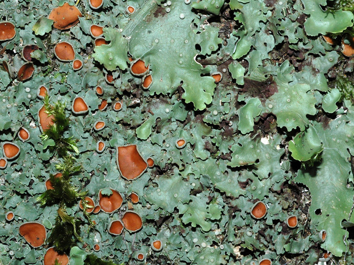 Lobaria virens