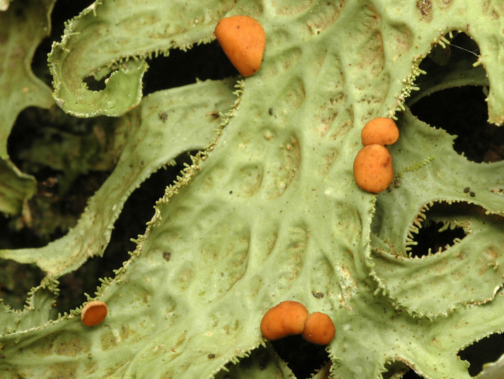 Lobaria macaronesica