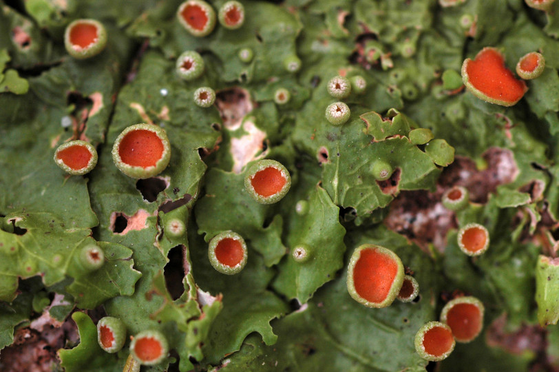 Lobaria virens