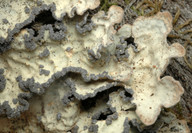 Lobaria scrobiculata