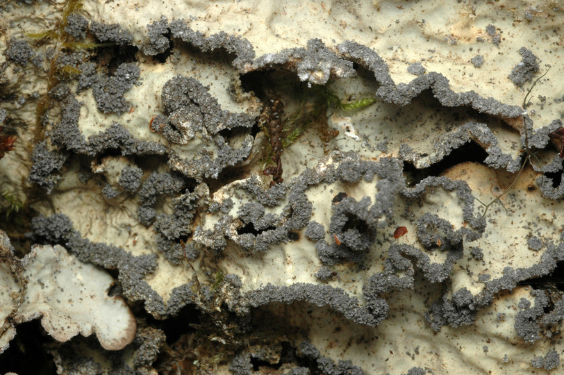 Lobaria scrobiculata