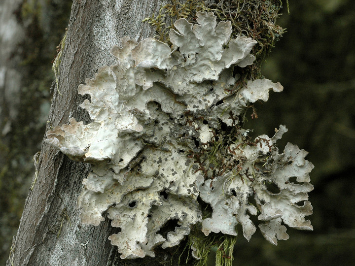 Lobaria scrobiculata