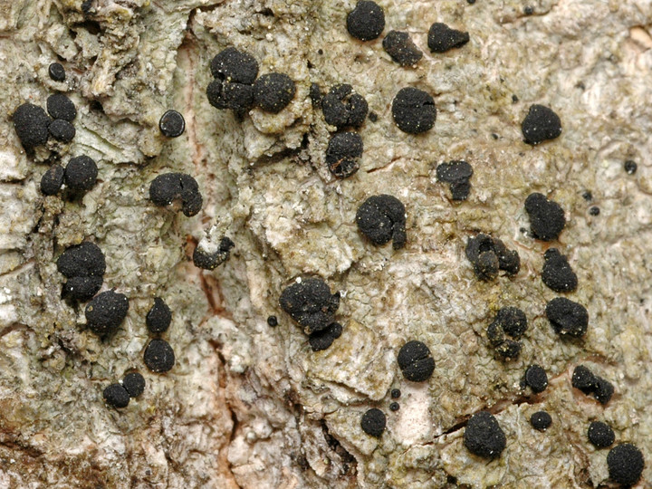 Megalaria grossa