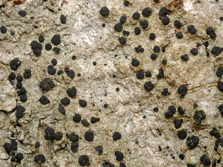 Megalaria grossa