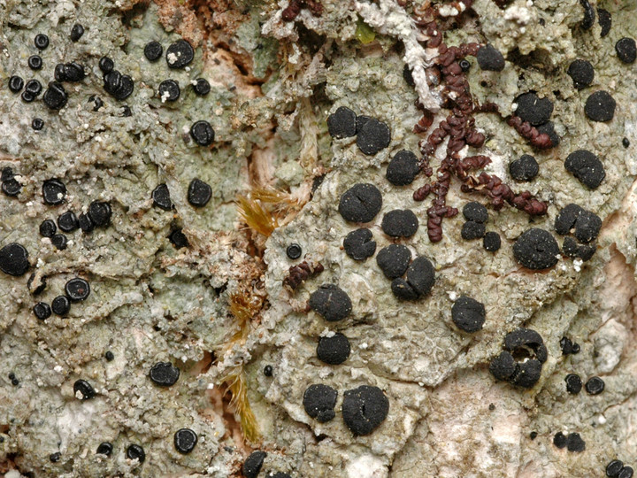 Megalaria grossa