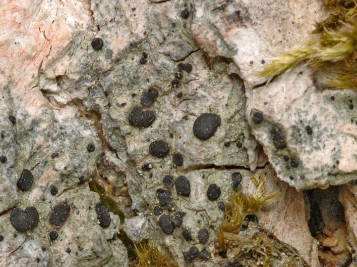 Megalaria grossa