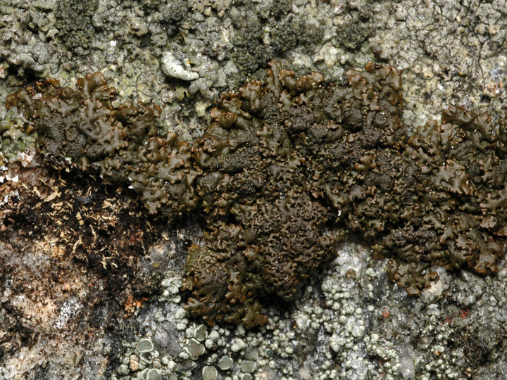 Melanelia panniformis