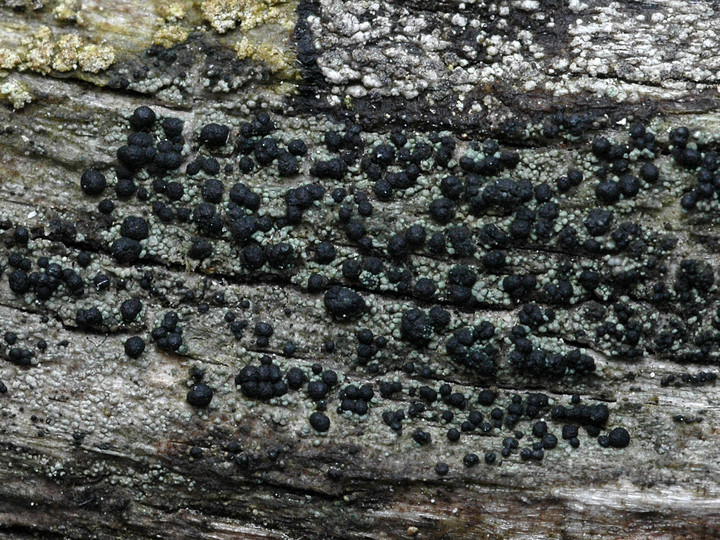 Micarea lignaria