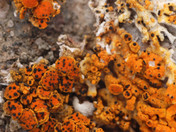 Muellerella lichenicola
