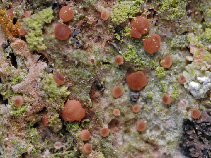 Mycobilimbia epixanthoides