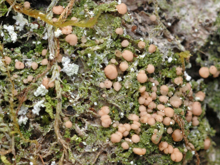 Mycobilimbia carneoalbida