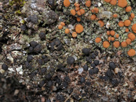 Mycobilimbia hypnorum