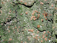 Mycobilimbia pilularis