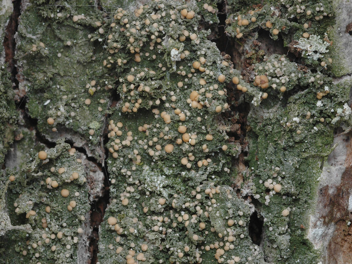 Mycobilimbia pilularis