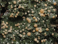 Mycobilimbia pilularis