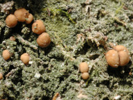 Mycobilimbia pilularis