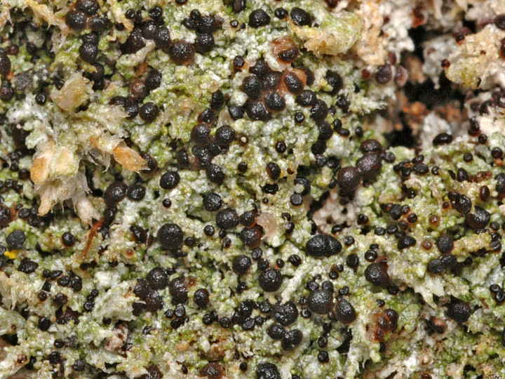 Mycobilimbia sabuletorum