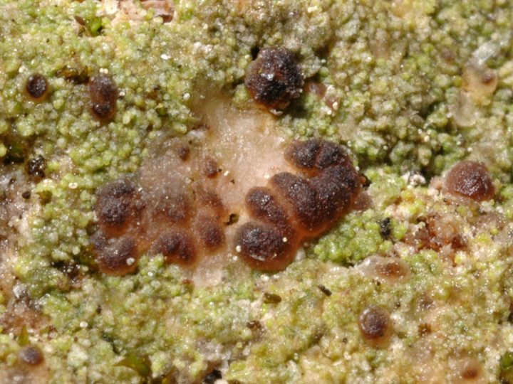 Mycobilimbia tetramera