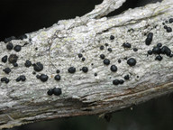 Mycoblastus affinis