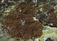 Neofuscelia pulla