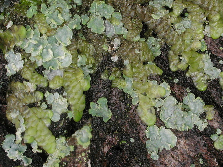 Normandina pulchella