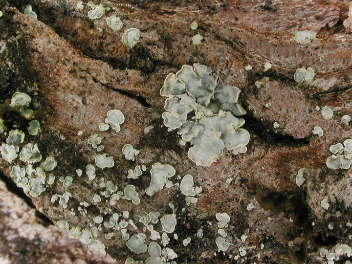 Normandina pulchella