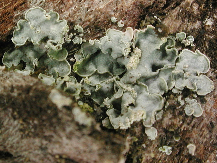 Normandina pulchella