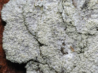 Ochrolechia microstictoides