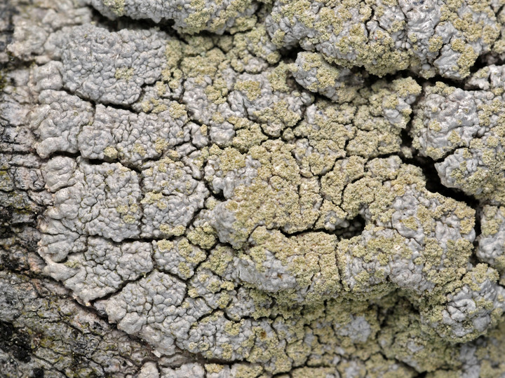 Ochrolechia androgyna