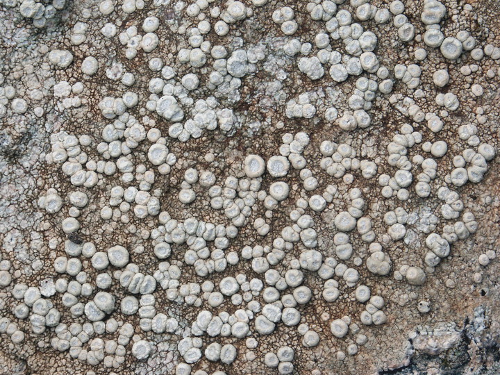 Ochrolechia parella