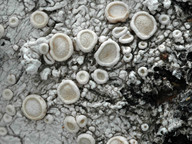 Ochrolechia pallescens