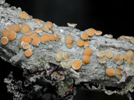 Ochrolechia androgyna