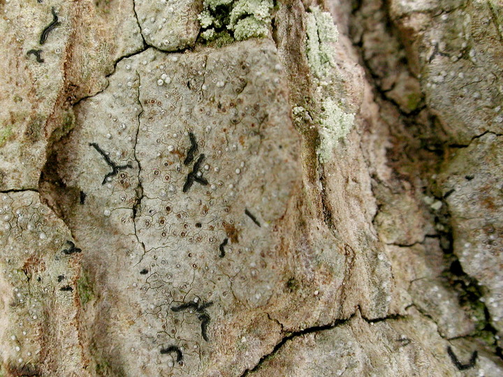 Opegrapha vermicellifera