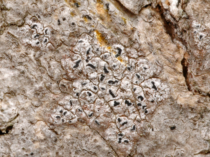 Opegrapha rufescens