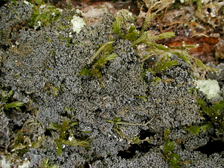 Pannaria conoplea