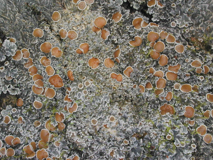 Pannaria rubiginosa