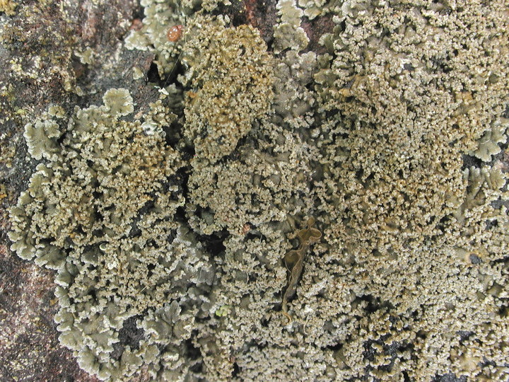 Pannaria conoplea