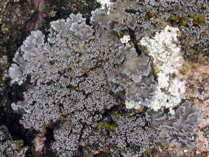 Pannaria conoplea