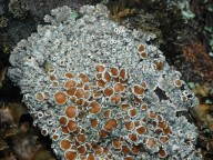 Pannaria rubiginosa