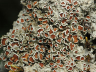 Pannaria rubiginosa