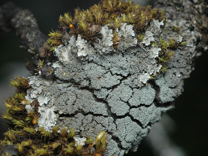 Pannaria conoplea