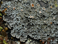 Pannaria rubiginosa