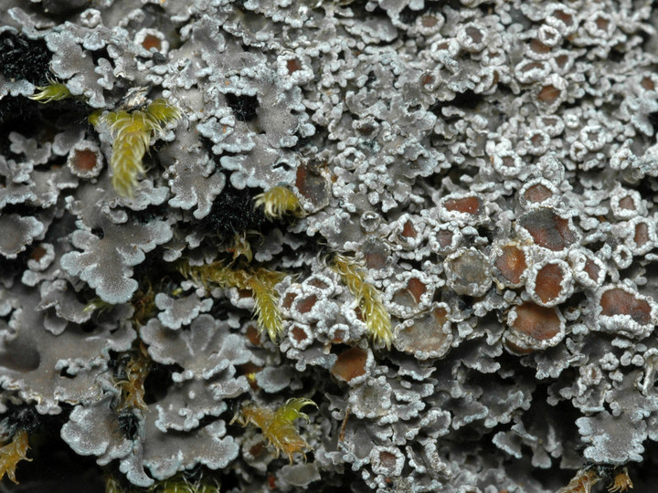 Pannaria rubiginosa