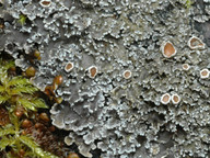 Pannaria rubiginosa