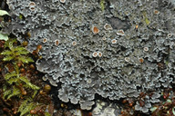 Pannaria rubiginosa