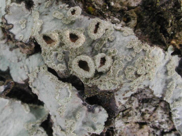 Parmelia sulcata