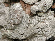 Parmelia sulcata