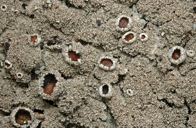 Parmelia saxatilis