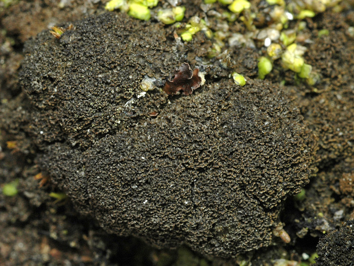 Parmeliella triptophylla
