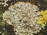 Parmeliopsis hyperopta